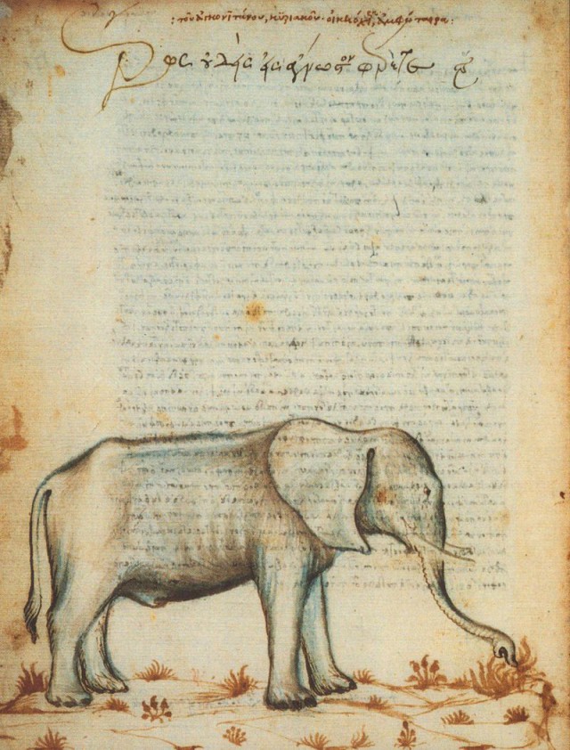 Ciriaco d'Ancona - Disegno di elefante